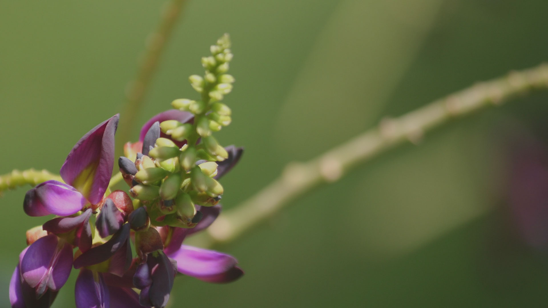 Le kudzu, plante anti tabac